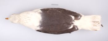 Media type: image;   Ornithology 250175